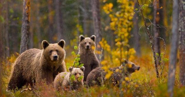 Нашествие диких медведей: из  России лезут непрошеные гости. ВИДЕО 