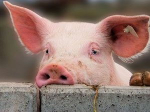 В Полтавской области более 5000 свиней уничтожили из-за вспышки АЧС