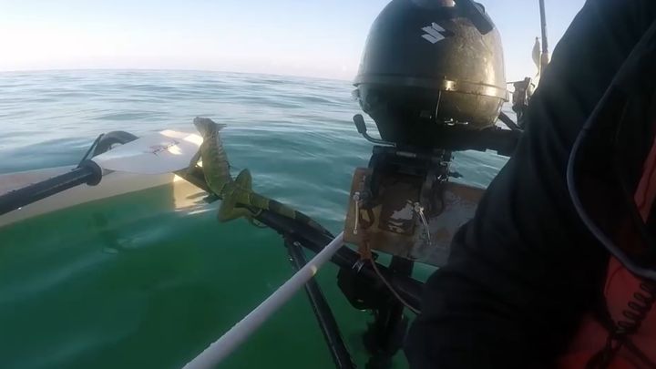 Как рыбак в открытом море поймал игуану