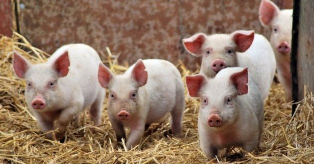 Почему мусульмане и евреи не едят свинину? Научное обоснование