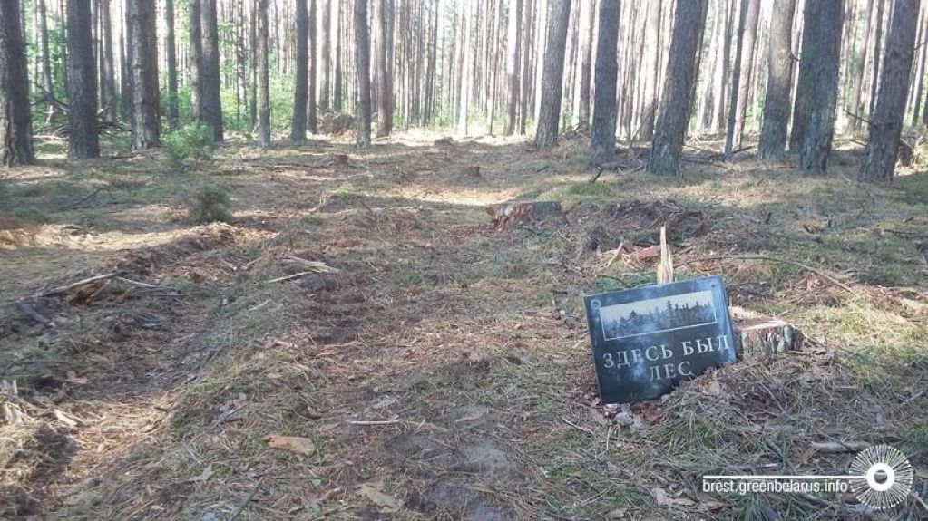 Польшу могут наказать ежедневными штрафами за вырубку деревьев в Беловежской пуще