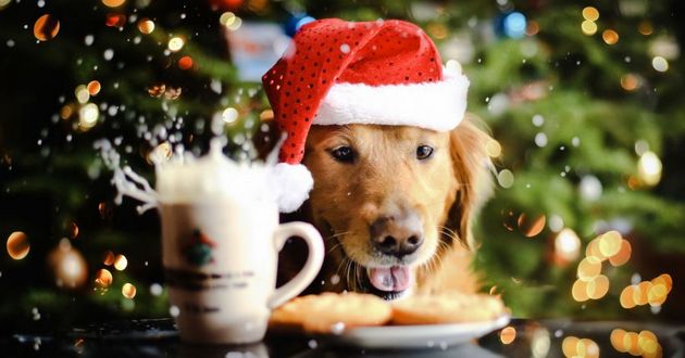 Приметы на 2018 год Земляной Собаки: Что можно, а чего нельзя делать во время новогодних праздников