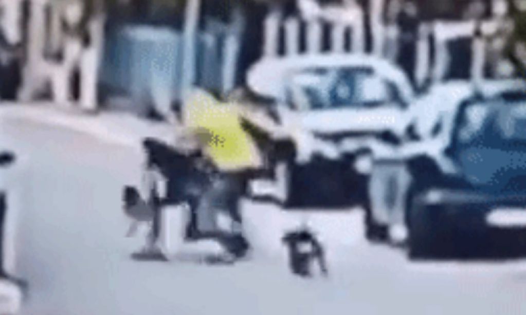 Бездомный пёс спас девушку от грабителя