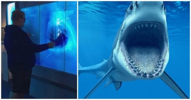 Дотрагивайся на свой страх и риск: большая акула атаковала посетителя в музее. ВИДЕО