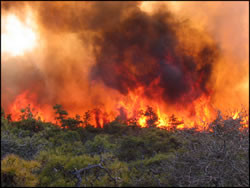 В Калифорнии пожар «Томас» угрожает уничтожить 18 тыс. зданий