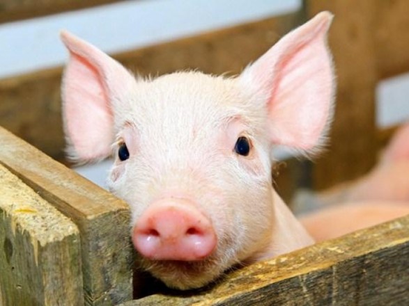 Украинские свиньи остались практически «за бортом»  у экспортеров