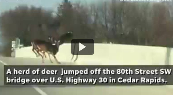 Водитель случайно снял жуткое видео, как стая оленей в панике прыгает с моста
