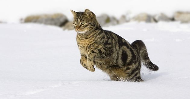Вы видели кота, весело резвящегося в снегу? Так смотрите ВИДЕО