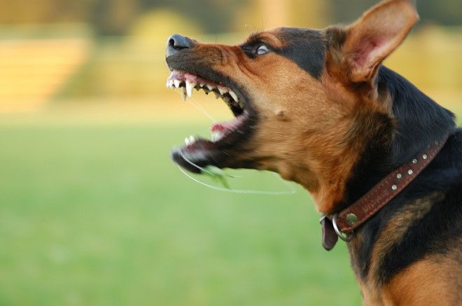 Отвечают ветеринары: почему на одних людей собака лает, а на других – нет
