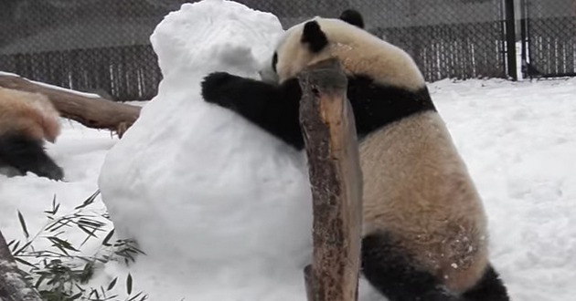 Сеть взорвала драка панд со снеговиком. ВИДЕО
