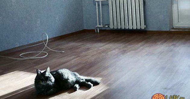 Магический ритуал с котом и домовым: как правильно переехать в новый дом