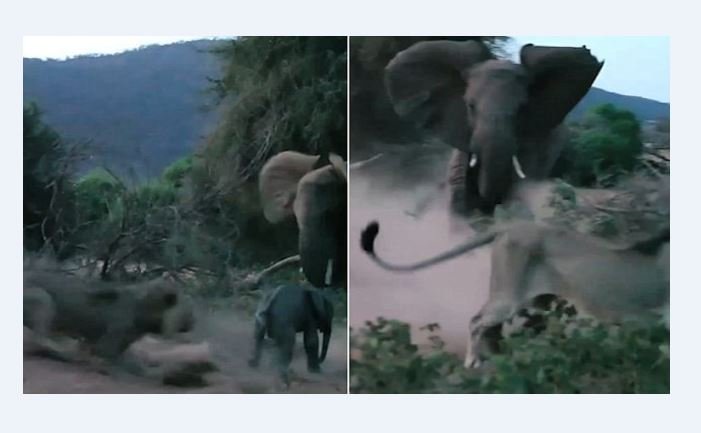 Слониха против льва: бой животных попал на видео