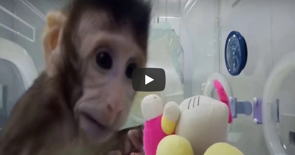 Опубликовано видео первых клонированных по методу овечки Долли обезьян в Китае