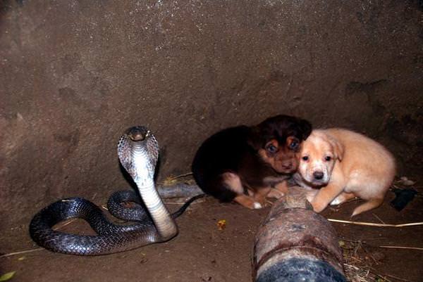 Два щенка попали в яму с коброй. Спустя 48 часов спасатели были потрясены увиденным
