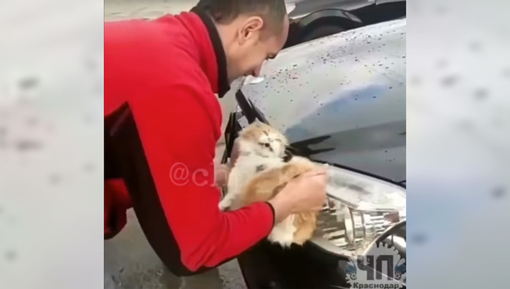 Россиянин помыл машину котом. ВИДЕО