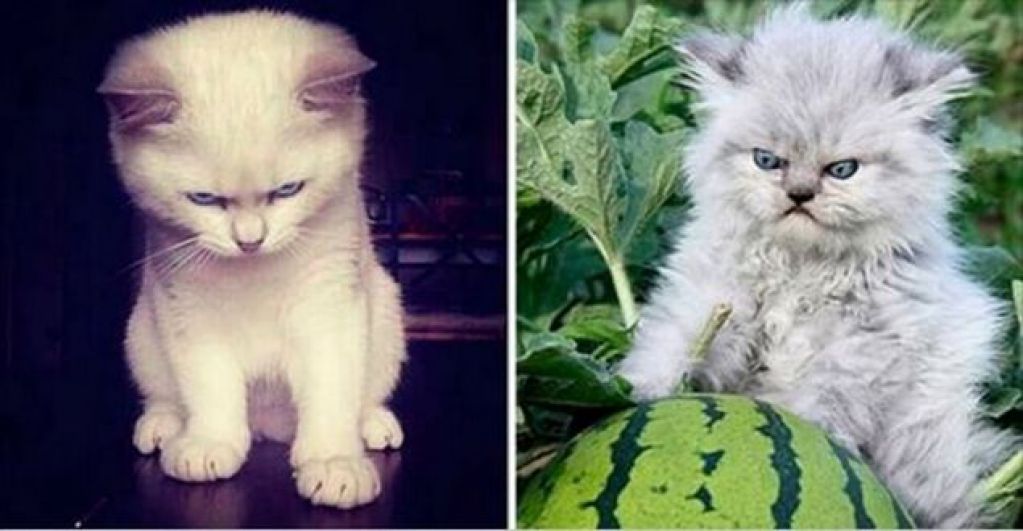 15 зловещих котят, с которыми лучше не связываться. ФОТО