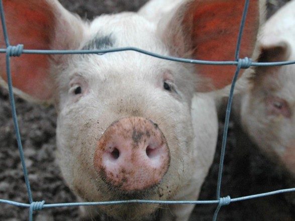 Из-за АЧС украинским фермерам, возможно, придется забыть о разведении свиней 
