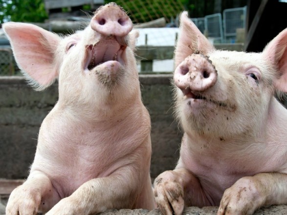 В Украине стремительно сокращается поголовье свиней