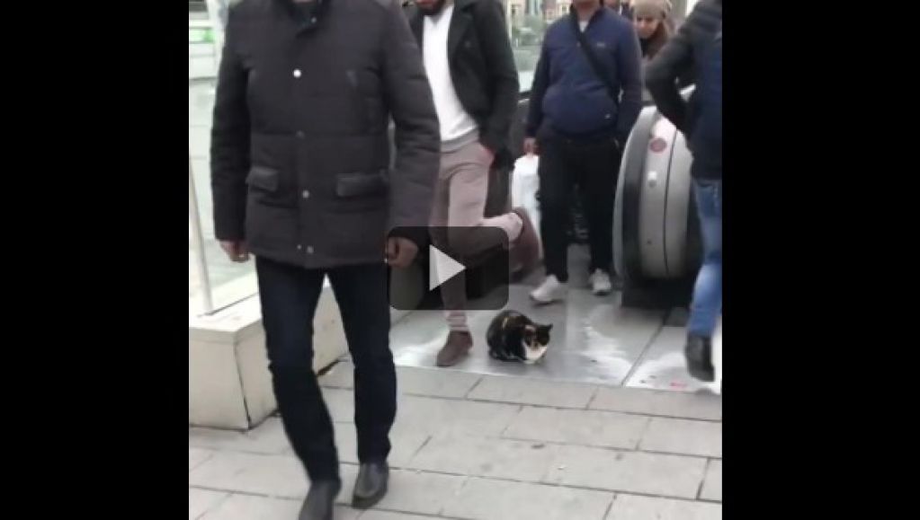 Видео с котом, который ищет себе хозяина, стало вирусным