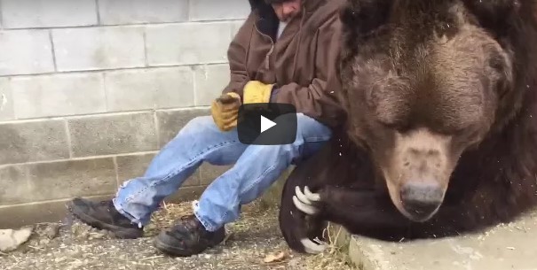 Американец показал, как утешить медведя