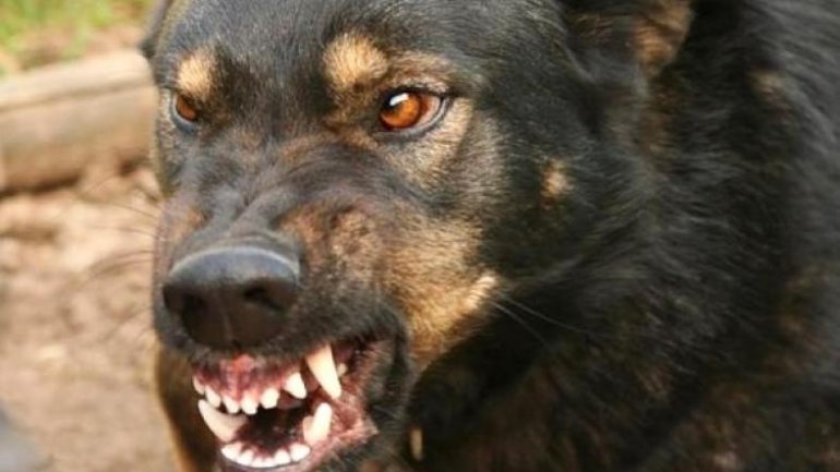 В "ДНР" собаки загрызли девочку