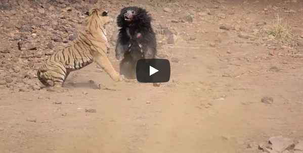 Схватка медведя с тигром попала на видео