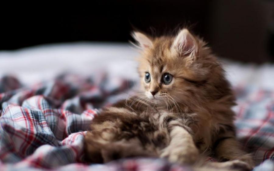 Ученые объяснили самую милую привычку кошек