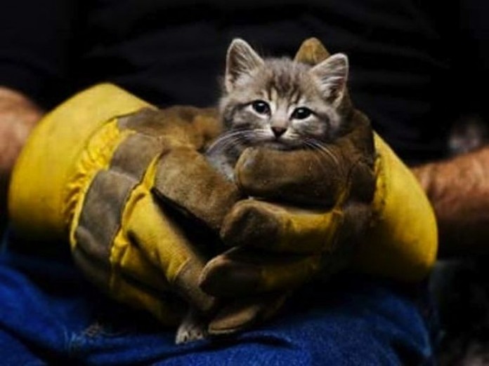 Отрадно: волонтеры из Мариуполя спасли котов от мучительной смерти