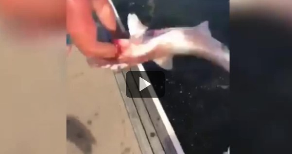 Акула вцепилась в руку рыбаку, но жертвой в этой истории оказался не он. ВИДЕО