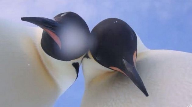 В Антарктиде пингвины записали селфи-ВИДЕО