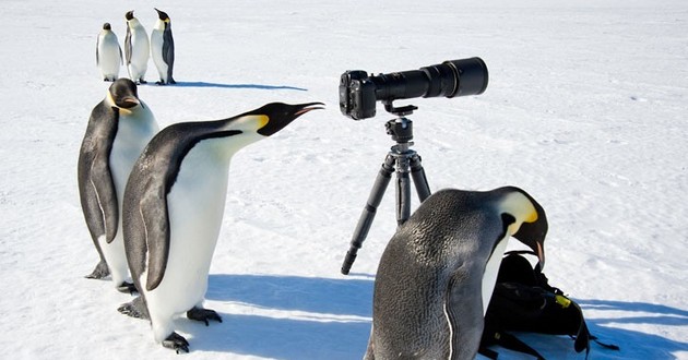 Пингвины совершили дерзкий налет на украинскую станцию в Антарктиде