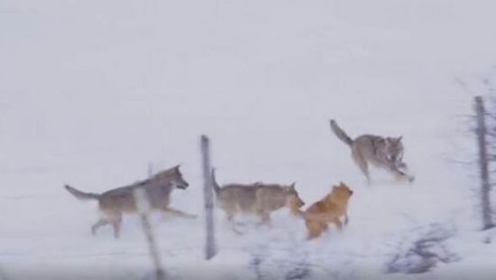 Яростная погоня волков за собакой попала на ВИДЕО