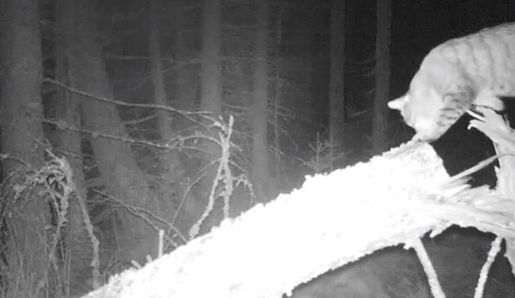 Огромного лесного кота сняли на видео в Шотландии