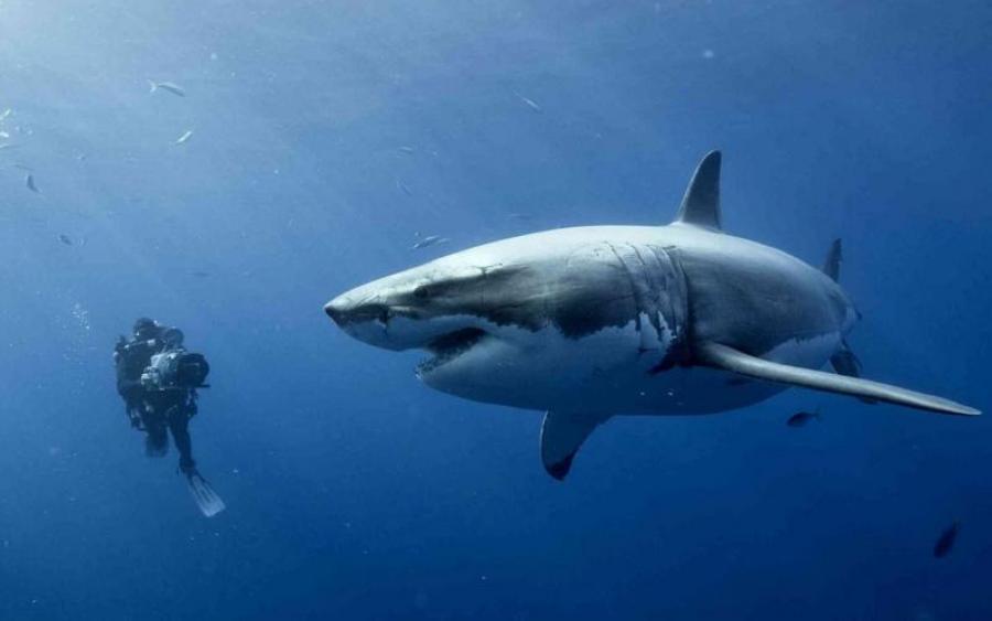 Невероятно, но факт: ученые обнаружили уникальный вид акул, которые умеют ходить