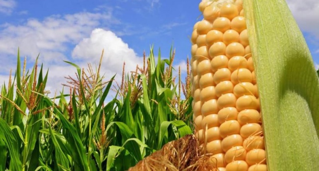 В Украину из США ввезена зараженная кукуруза
