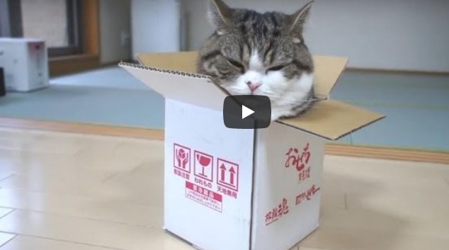Этот кот покорил интернет: самый забавный случай из жизни питомца