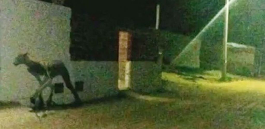 Жуткий получеловек-полупес, задравший и съевший двух собак, попал на камеру. ВИДЕО