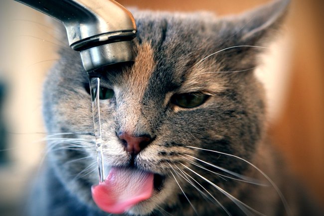 Почему коты любят пить воду из-под крана – ответ ученых