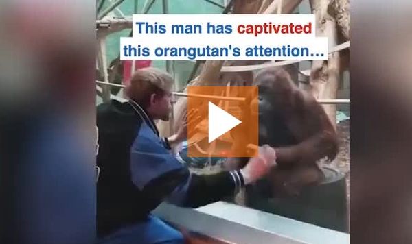 Орангутанг в зоопарке принял мужчину-посетителя за самку. ВИДЕО