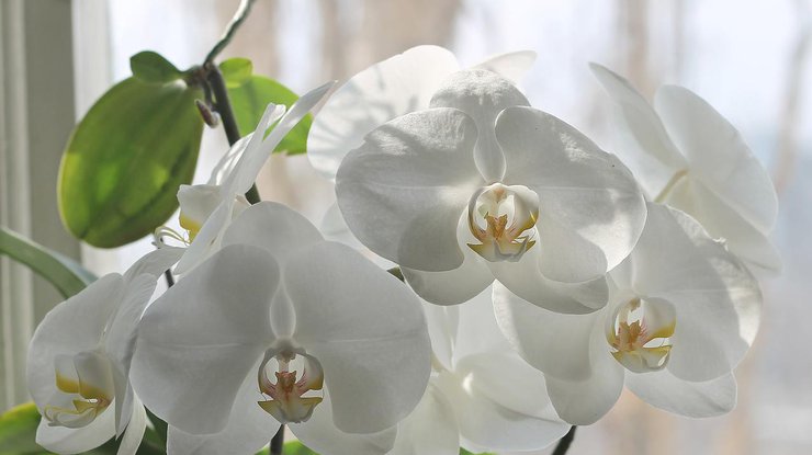 Орхидеи в доме: приметы и суеверия