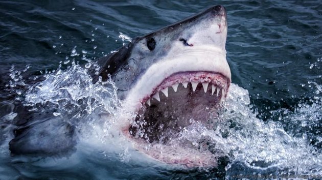 Неожиданная встреча: акула хотела отобрать добычу рыбака. ВИДЕО