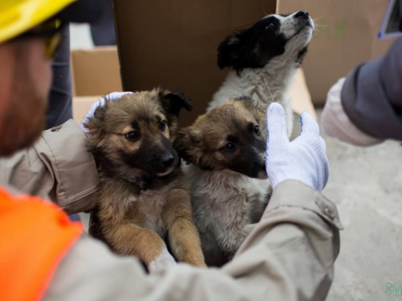 В США из ЧАЭС вывезут около 200 бездомных щенков