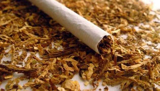 Табак спасет человечество: неожиданное открытие ученых