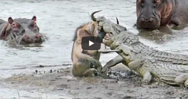 Моторошне видовище: бегемоти врятували антилопу від пащ крокодилів (відео 18+)
