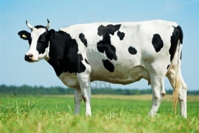 Профилактика кетоза у коров: страдают преимущественно высокоудойные животные
