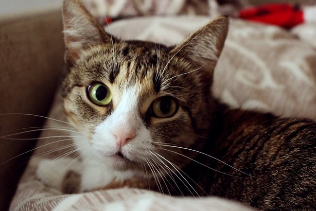 Смотрел под диван: кот жестко подставил россиянина