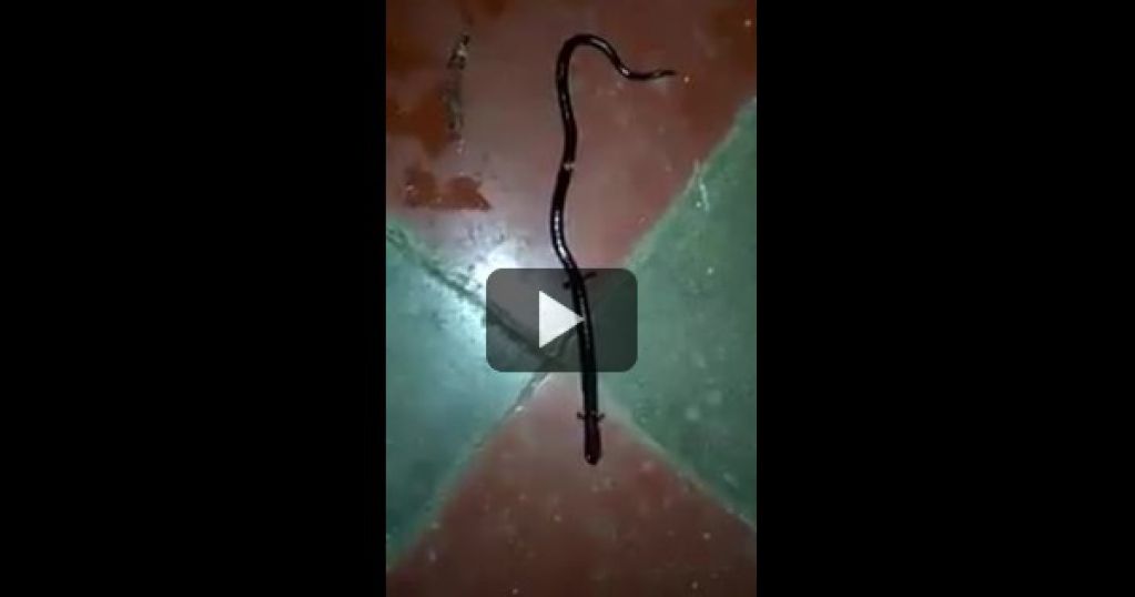 Что это за тварь? Видео с существом, похожим на змею с ногами, стало вирусным