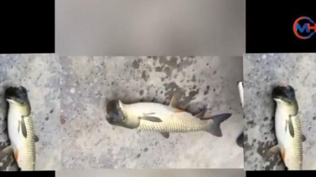 Рыбак поймал рыбу с птичьей головой. ВИДЕО