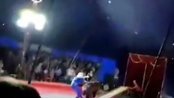 В России медведь напал на дрессировщика во время выступления в цирке. ВИДЕО