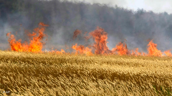 Пожар в Запорожской области: огонь уничтожил более 90 га пшеницы